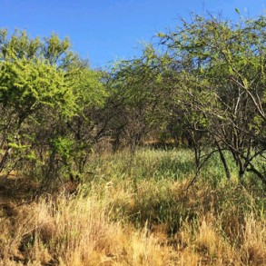 Venta: Terreno en Oasis de la Campana