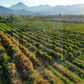 Venta: Terreno Agrícola