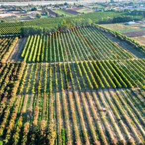 Venta: Terreno Agrícola