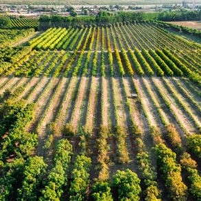 Venta: Terreno Agrícola