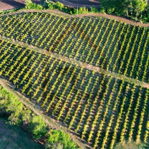 Venta: Terreno Agrícola