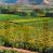 Venta: Terreno Agrícola