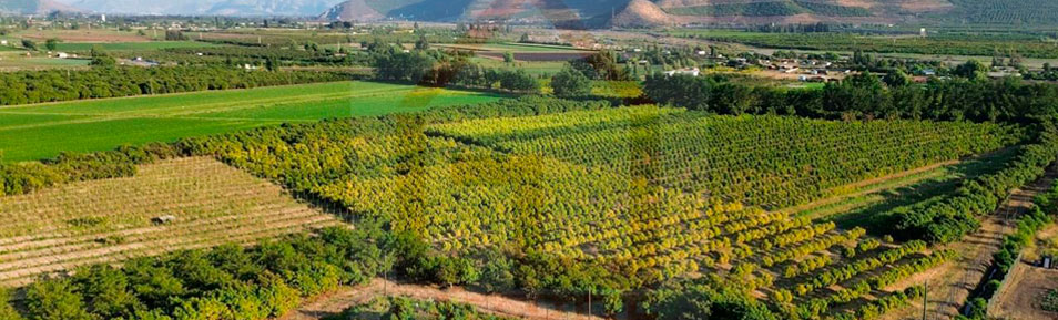 Venta: Terreno Agrícola